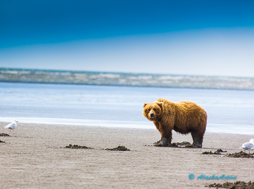 Katmai Brown Bears